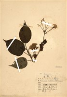 藏品(山櫻花(緋櫻、山櫻桃))的圖片